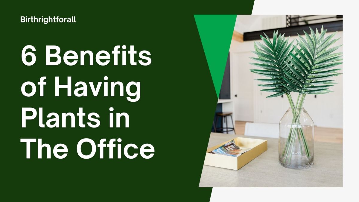 6 Benefits of Having Plants in The Office