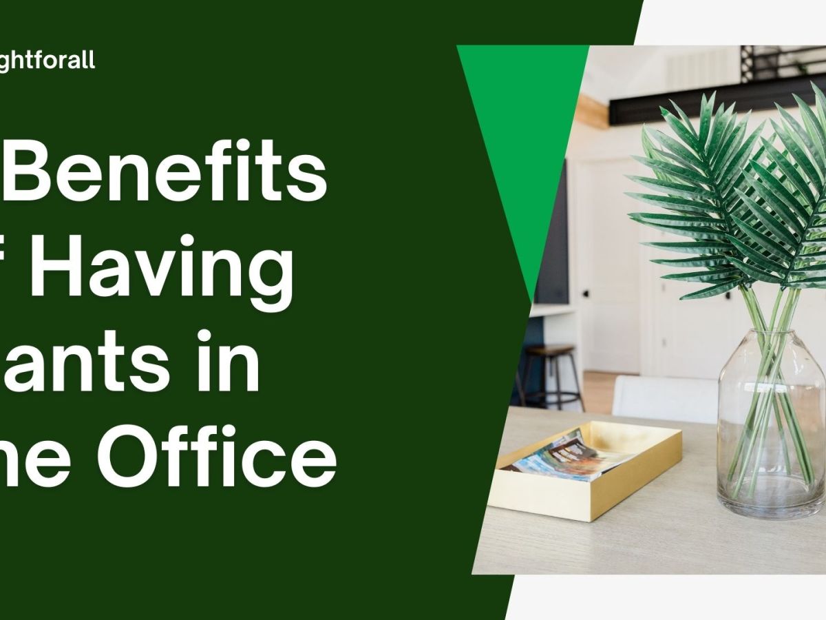 6 Benefits of Having Plants in The Office